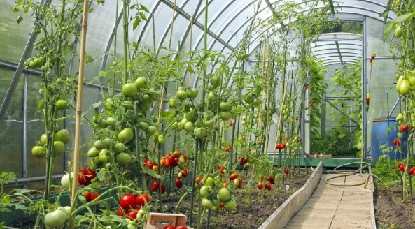 大棚小知識：低溫雨雪天，大棚蔬菜該如何防凍？